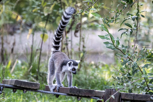 Lemur