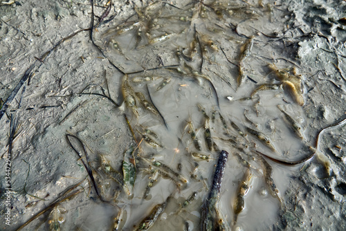 Offshore, wind., Shrimp, die, remaining, muddy, water, lagoon photo