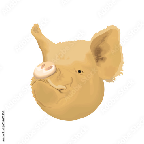 Head muzzle of a large pig with a snout nose and ears with wool