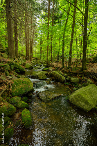 small mountain river in the green forest