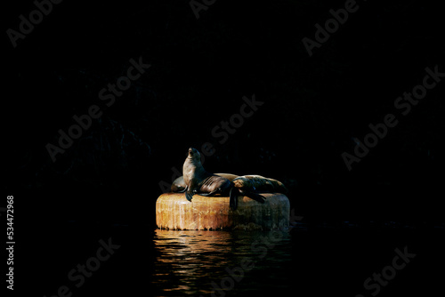 sea lios enjoying sun in alaska during morning mist fog from breathing backdrop photo