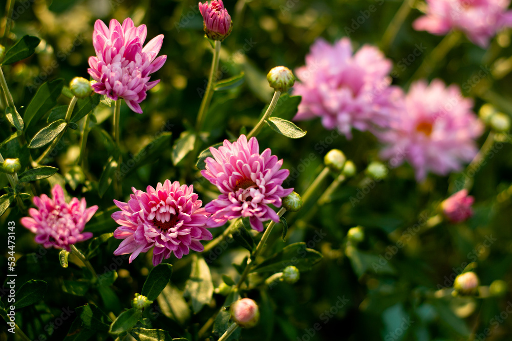 Photo pink aster flowers with a blurry background. Photo pink aster flowers with a blurry background.