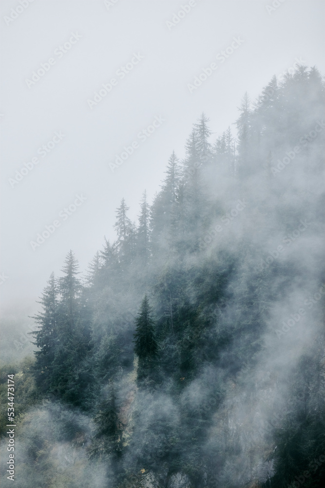 foggy mountain in alaska for backgrounds mist spruce tree