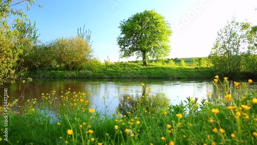 Breathtaking spring morning on meadow near river with blooming wild flowers.