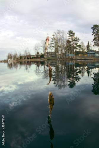 Village fishing - a joyful set. Three ruffs were caught and one ledgering rod. Fish on the background of river and village. Fisheye lens photo