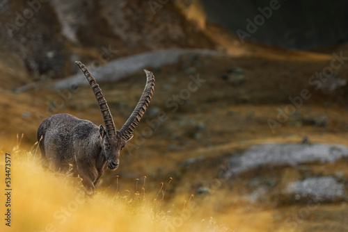Cuadro en lienzo A king at sunset, fine art portrait of Alpine ibex (Capra ibex)