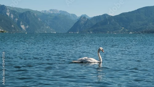 A big beautiful swan slowly swims in a clear blue lake river. Panoramic bay beach coast view with huge mountains and boats and castle in the background. Clear sunny summer day, proud wild animal shot (ID: 534473756)
