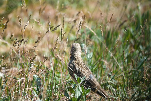 Dry grass steppe in the northern Black Sea region. Xerophile Holy grass (Hierochloe sp.) and brome grass (Bromus sp.) , and Calandra lark (Melanocotypha calandra) as typical photo