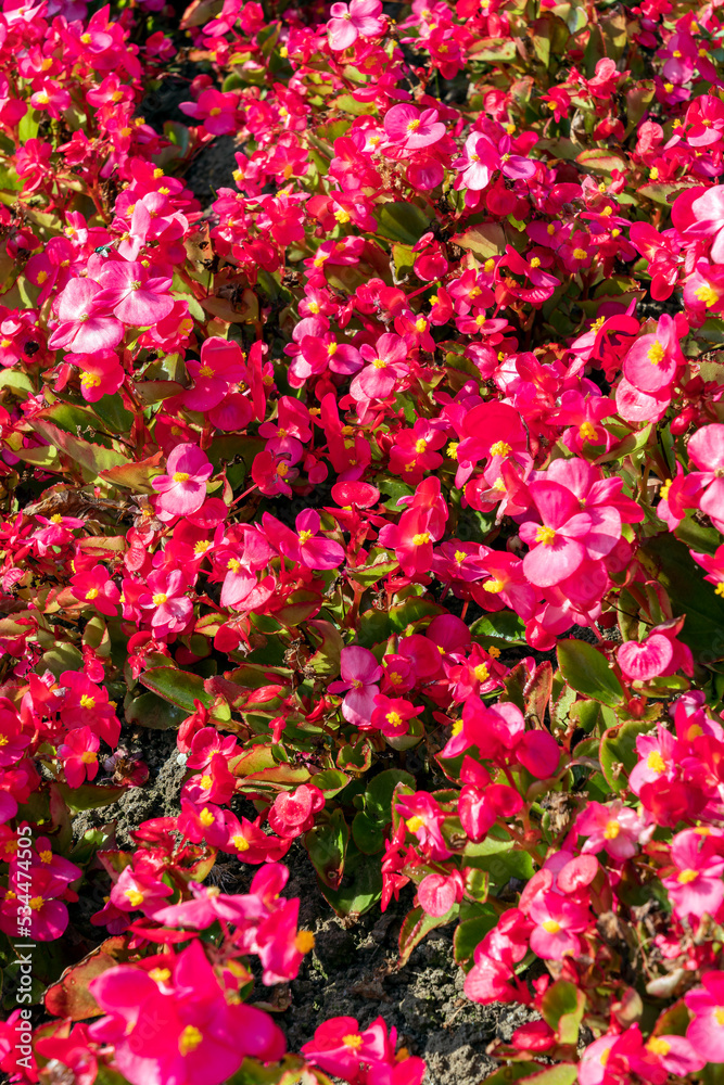 Begonia semperflorens an annual summer flowering plant with a red, pink summertime flower commonly known as wax begonia, stock photo image Begonia semperflorens an annual summer flowering plant with a red, pink summertime flower commonly known as wax begonia, stock photo image