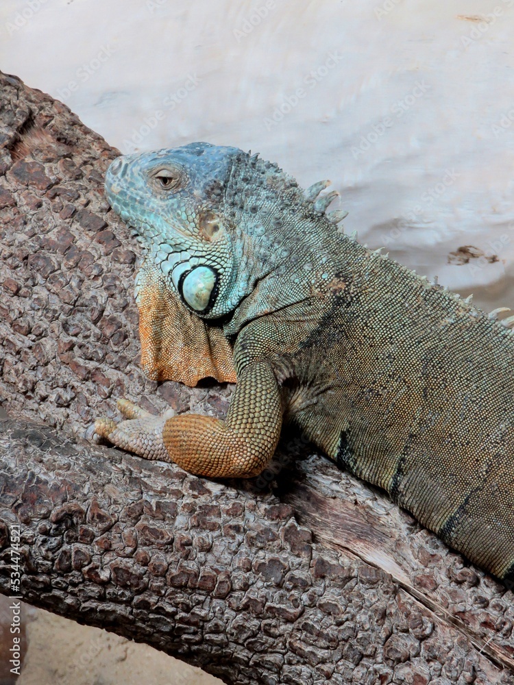 Fototapeta premium Iguane