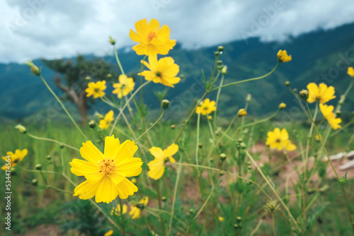 Yellow Cosmos flowers mountain background.
