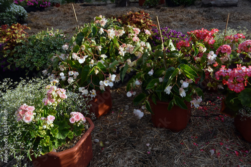 Pink and white begonia flowers