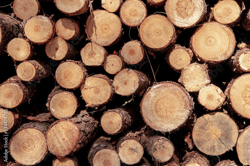 cut trunks piled in the forest