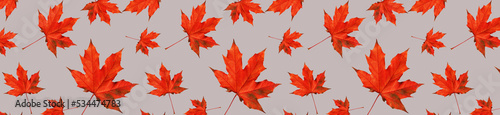 Pattern of autumn. Panoramic pattern of autumn red maple leaves on a grey bac...