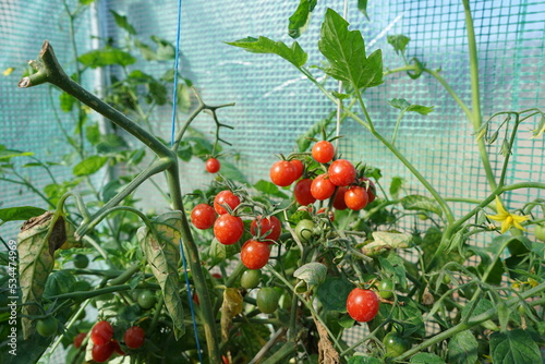 Pomidory koktajlowe w szklarniach Szklarnia pomidory Pomidory koktajlowe