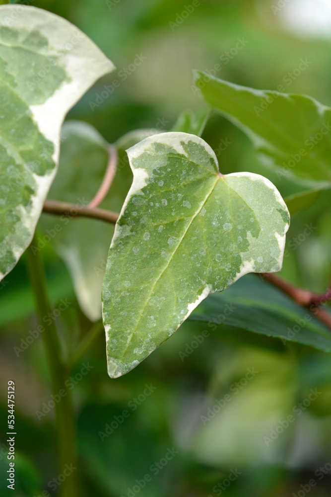 Algerian ivy Glorie de Marengo Algerian ivy Glorie de Marengo