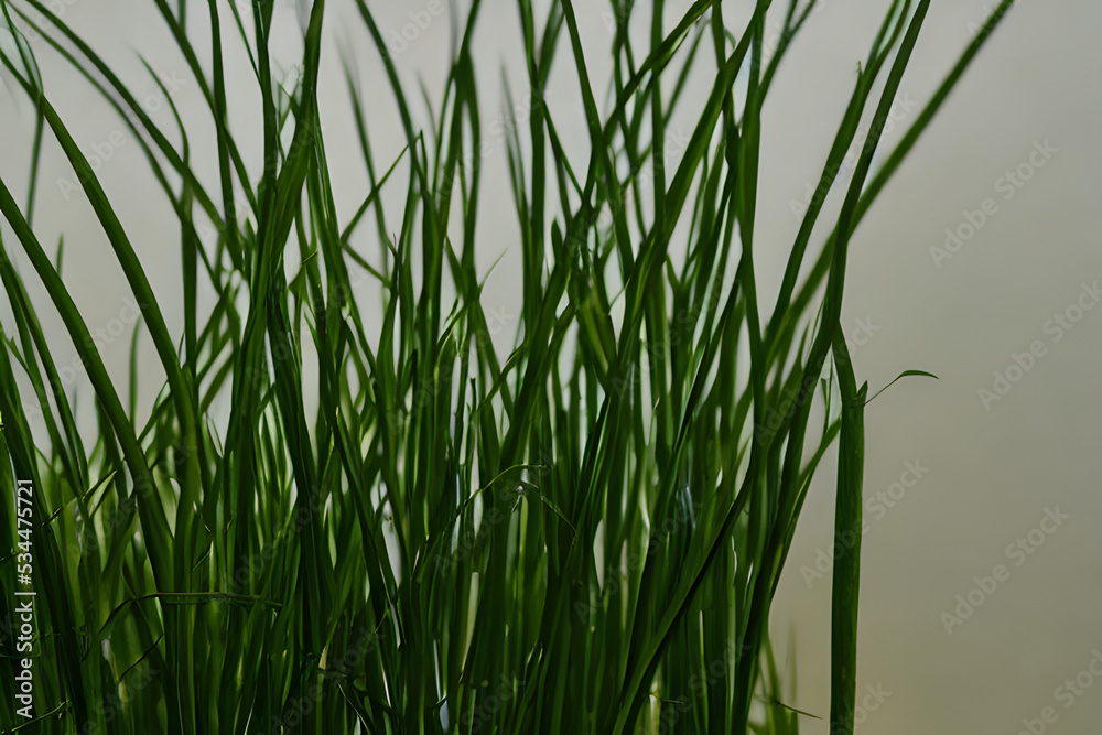 lemongrass plant growing in a pot, lemongrass leaves medium shot