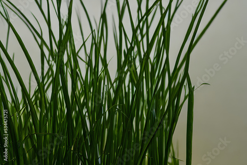lemongrass plant growing in a pot, lemongrass leaves medium shot