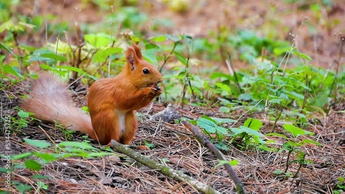 Red squirrel eats a nut sitting on the lawn