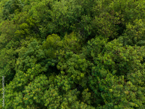 Top down view of the forest © leungchopan