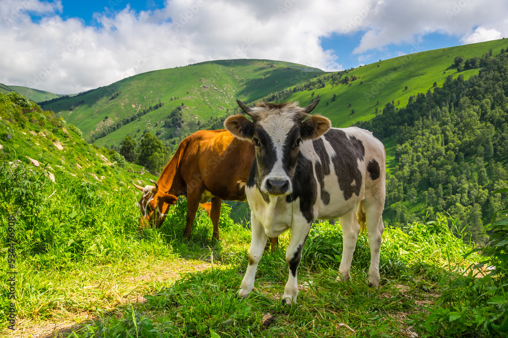 View of cows in Caucasus mountains