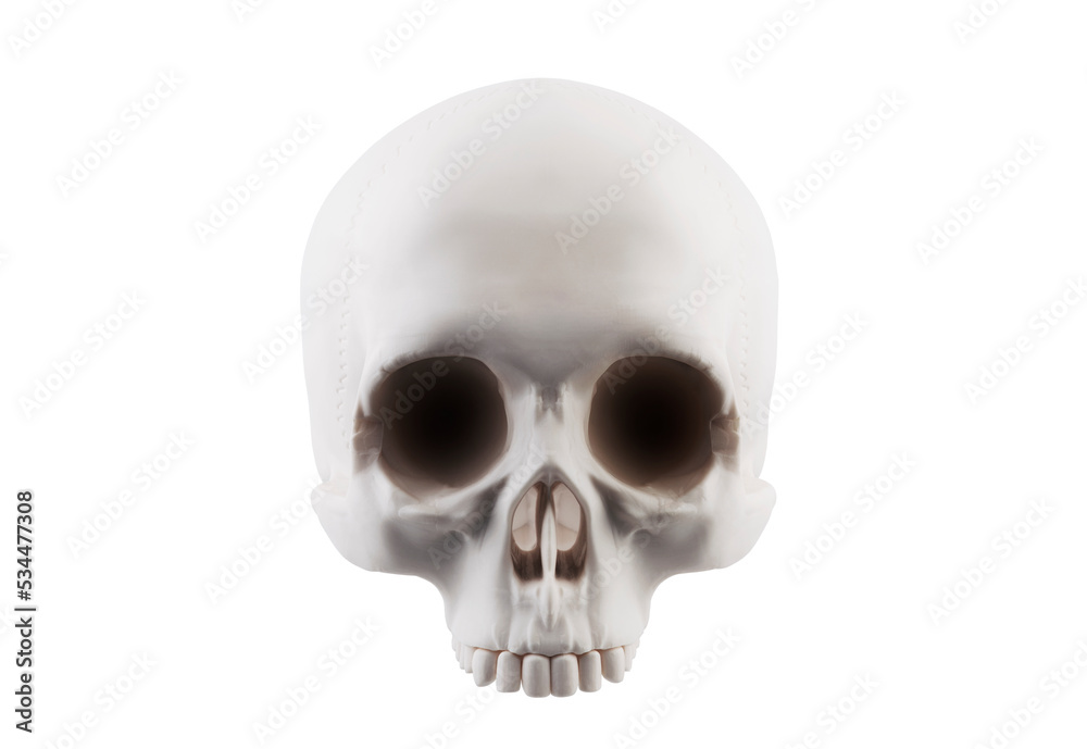 Human skull isolated on white background with clipping path Human skull isolated on white background with clipping path