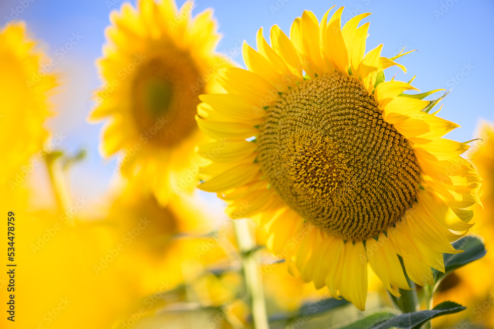 Close up sunflower in the field with blue sky. Close up sunflower in the field with blue sky.