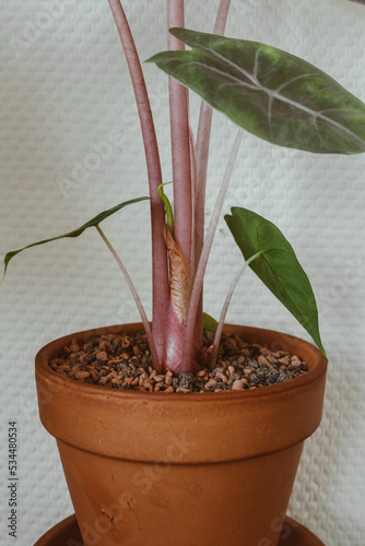 Alocasia Pink Dragon mit neuem wachsenden Blatt Zimmerpflanze im Terrakotta Topf  photo