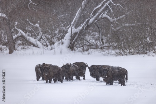 Obraz na płótnie żubr bison w salonie