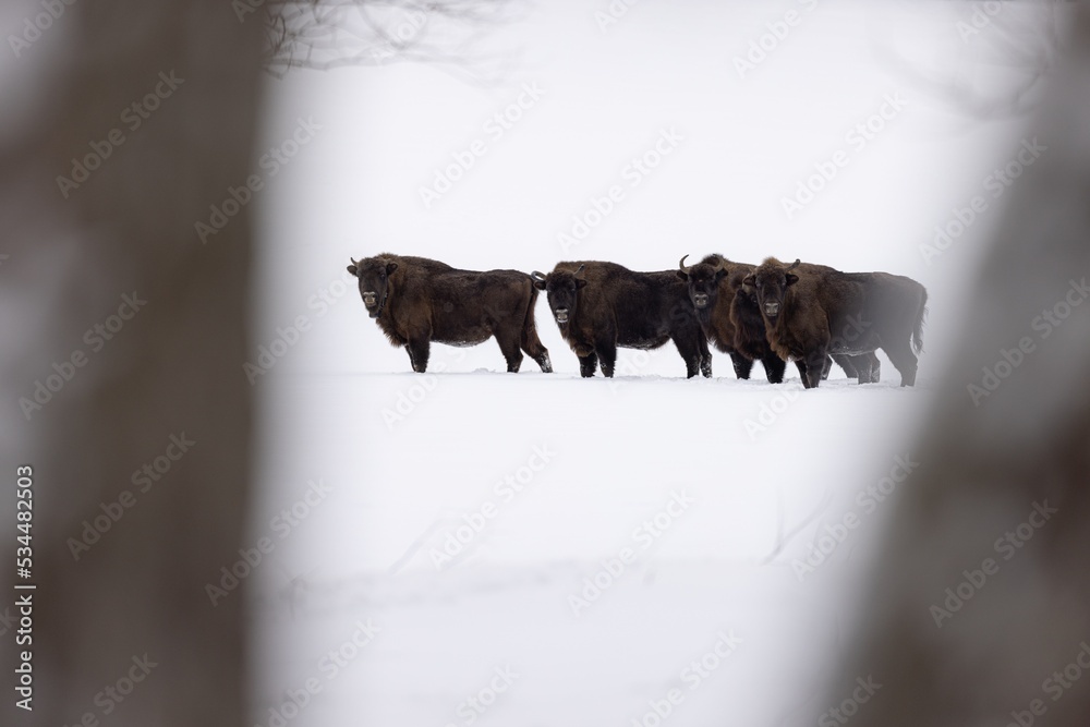 żubr bison