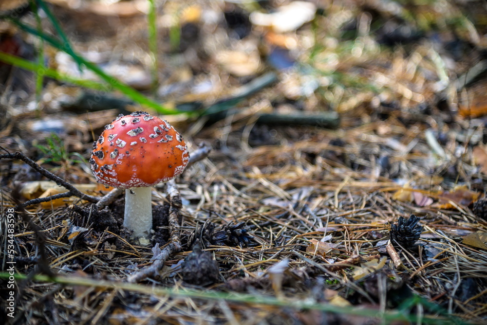 One red fly mushroom or toadstool in autumn forest sunlight on l One red fly mushroom or toadstool in autumn forest sunlight on l