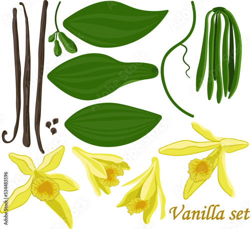 Vector set Vanilla planifolia sticks flowers and flowers vector image on white background
