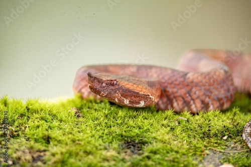 Closeup of Borneo pit viper snake slithering on green mosy rock on blur background photo