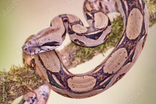 Closeup of Boa imperator snake slithering around green mosy branch on blur background photo