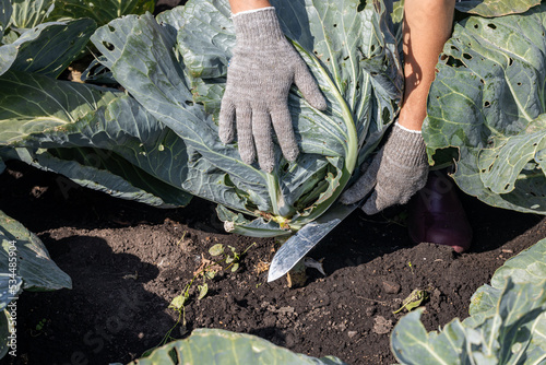 a farmer stands in a field with cabbage