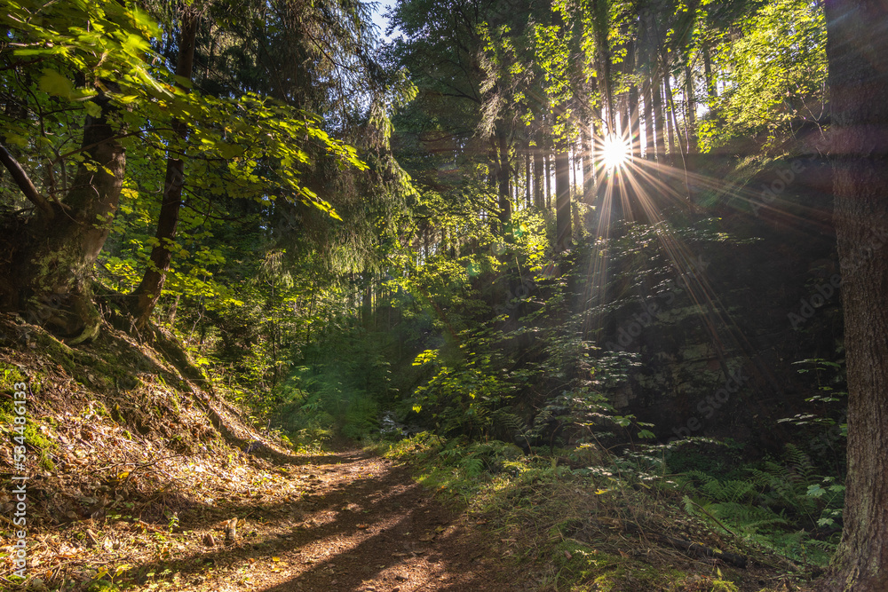 Obraz premium Waldweg im Sonnenaufgang mit Sonnenstrahlen
