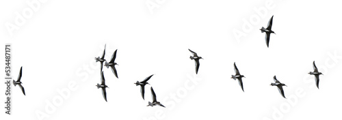 Leinwand Poster Flock of gulls, png stock photo file cut out and isolated on a transparent backg