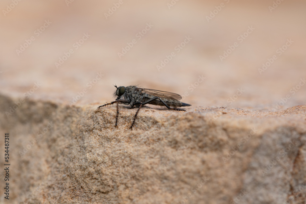 Brown heath Robberfly Machimus cingulatus Brown heath Robberfly Machimus cingulatus