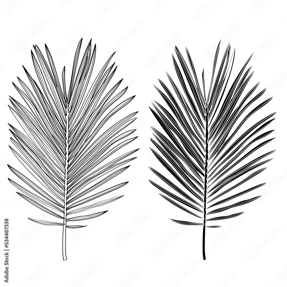 Palm leaves, black and white with drawing line art illustration. Isolated on white backdrop. Palm leaves, black and white with drawing line art illustration. Isolated on white backdrop.