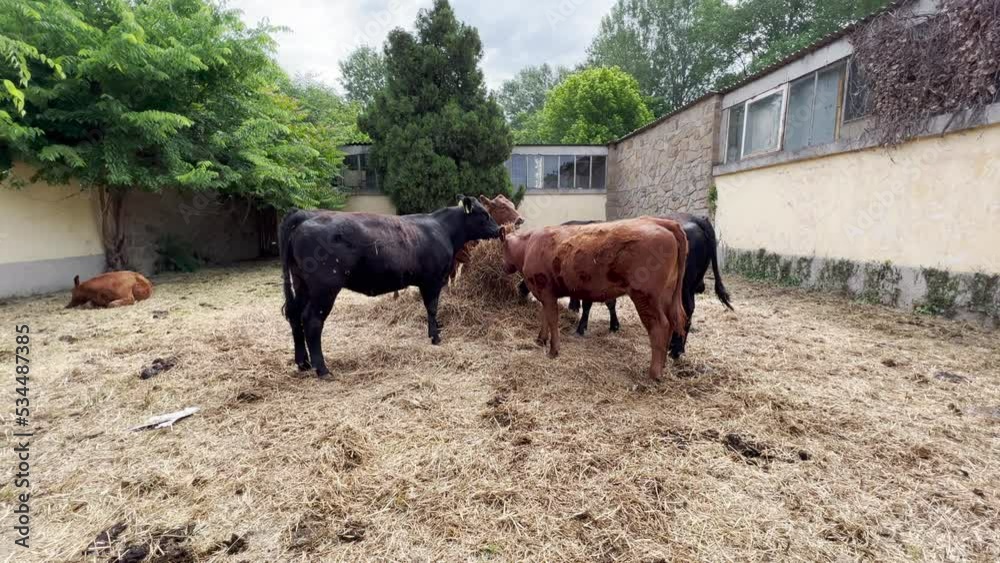 Limousin cattle bulls feeding on dairy farm Limousin cattle bulls feeding on dairy farm