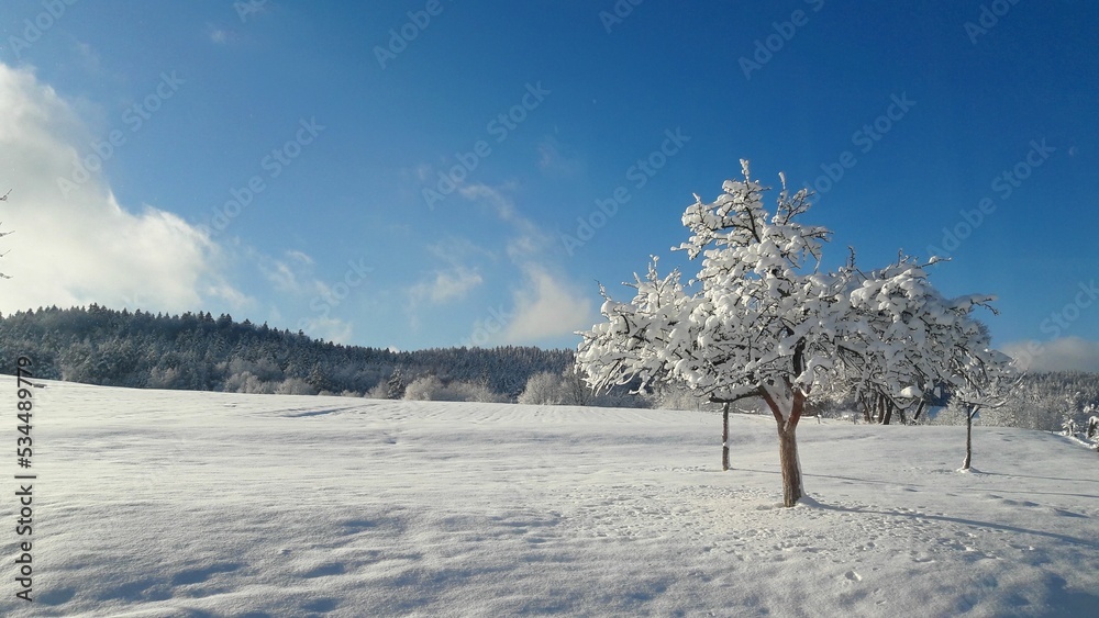 zimowy krajobraz, panorama z lasem, drzewa pokryte śniegiem, świeże powietrze, tło lasu, błękitne niebo, zaśnieżona łąka, zima w Polsce - obrazy, fototapety, plakaty 