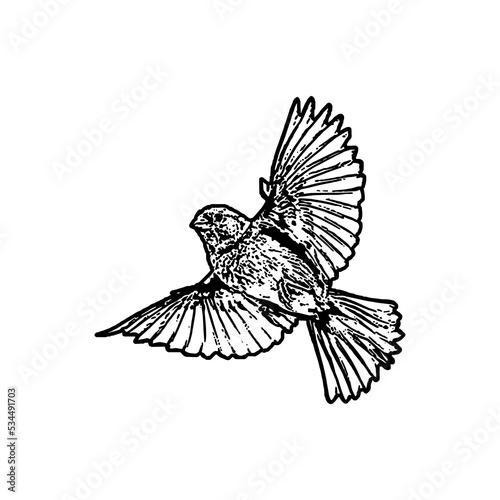 Hummingbird mandala. Adult coloring book pages. Hummingbird black and white line art illustration for coloring book pages. Hummingbird vector illustrations for kids.
