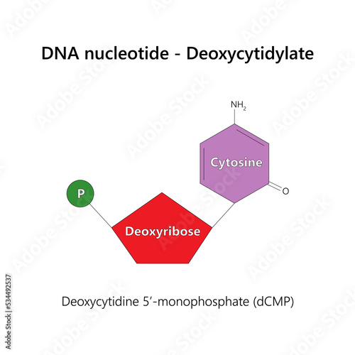 DNA nucleotide (deoxyribonucleotide) - Deoxycytidylate. Vector illustration. photo