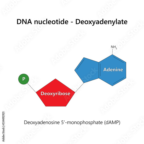 DNA nucleotide (deoxyribonucleotide) - Deoxyadenylate. Vector illustration.
