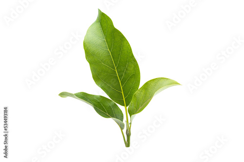 Fototapeta Naklejka Na Ścianę i Meble -  Branch of avocado tree isolated on white background.  Full Depth of field. Focus stacking