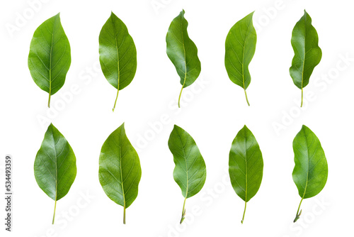 Fényképezés Set of avocado tree leaf isolated on white background