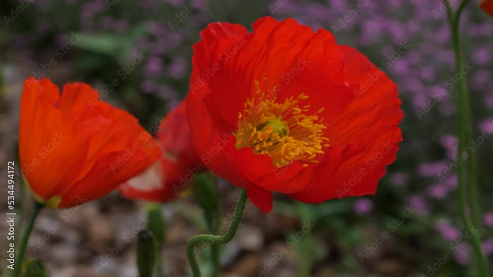 Close-up shot of Ice poppy flowers (Papaver croceum) Close-up shot of Ice poppy flowers (Papaver croceum)