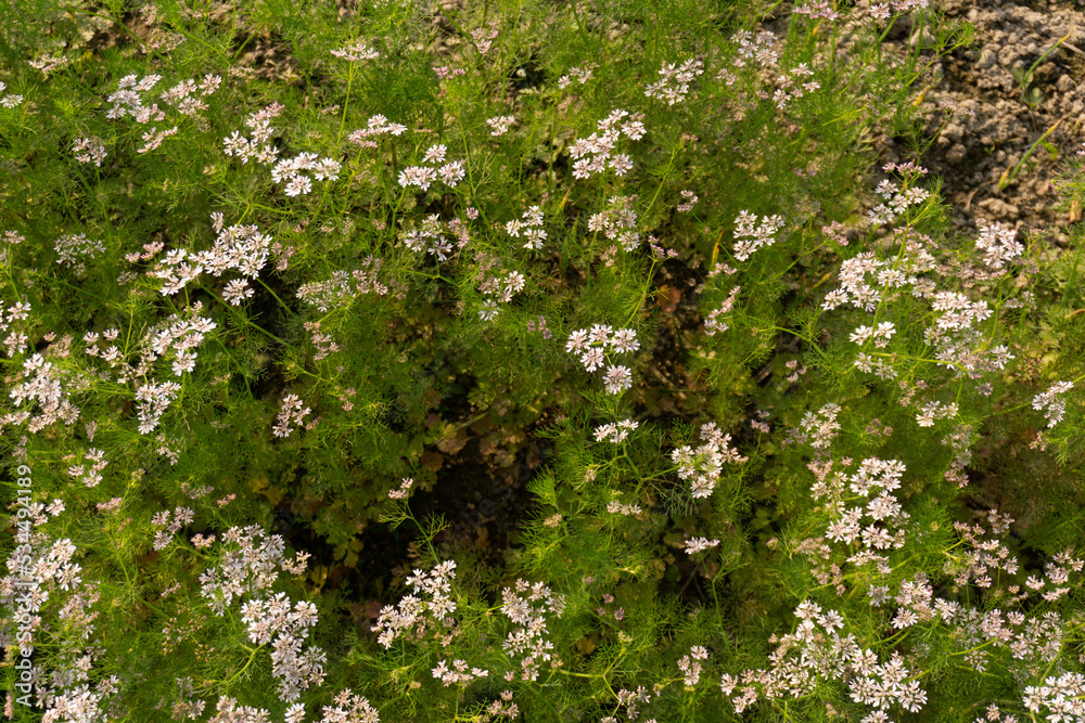 Coriander flower blooming in the coriander field. Coriander is an annual herb in the family of Apiaceae. It is also known as Chinese parsley, dhania, or cilantro.