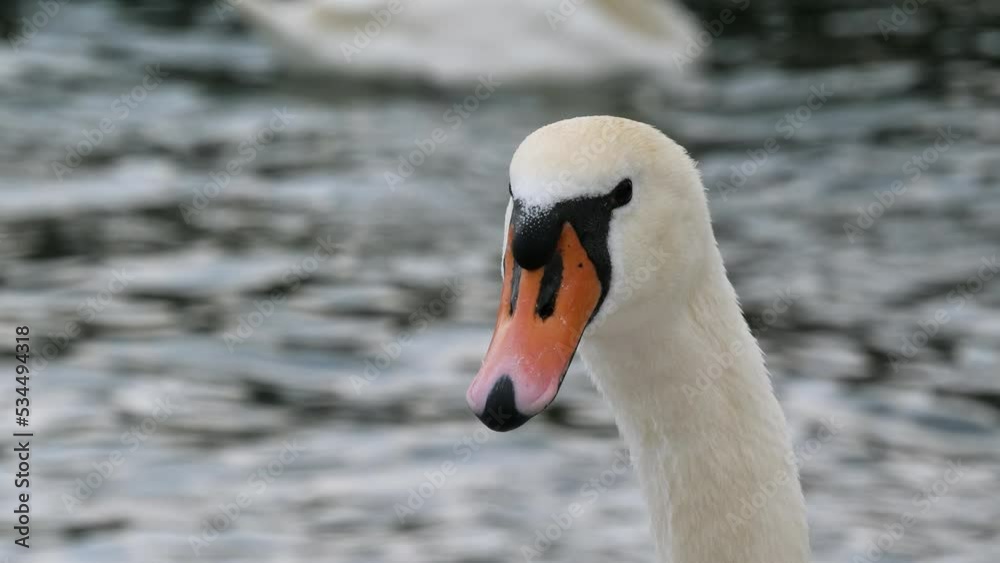 Close-up shot of a swan Close-up shot of a swan