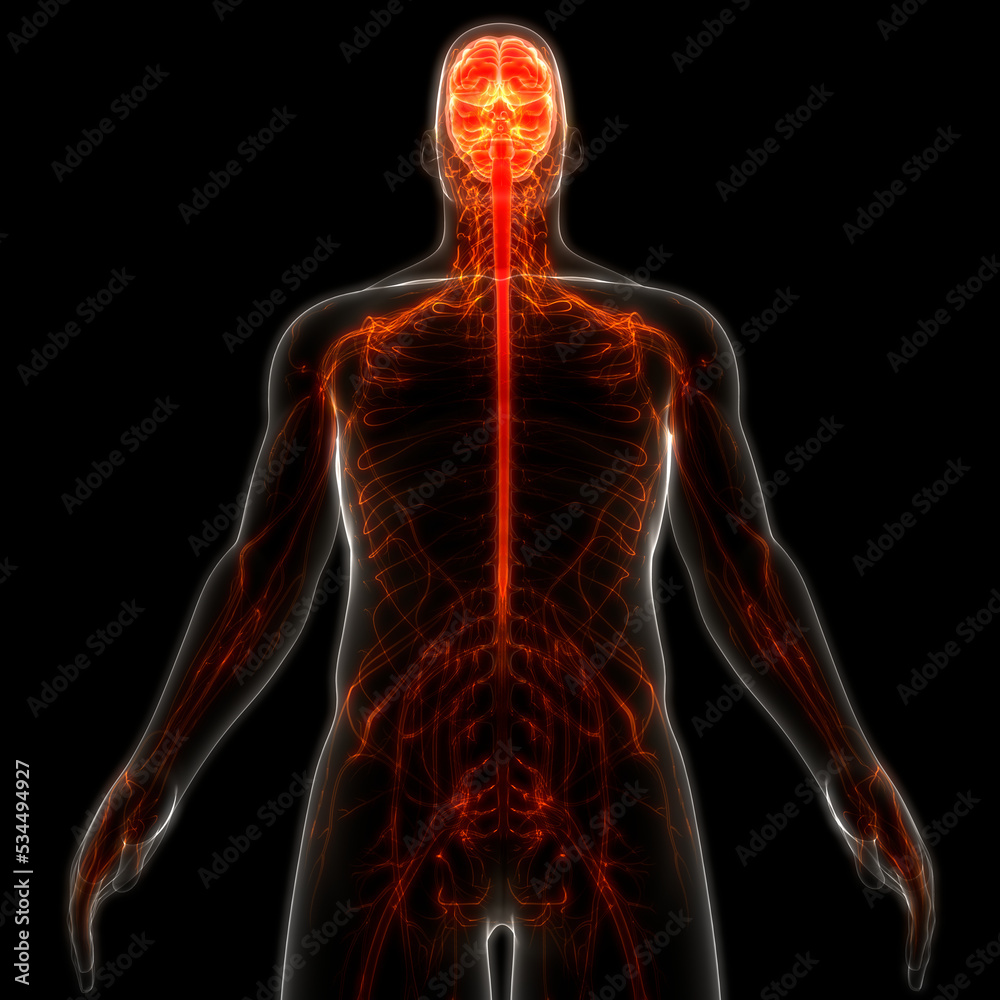 Central Organ of Human Nervous System Brain Anatomy Stock Illustration ...